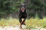 BEAUCERON 393